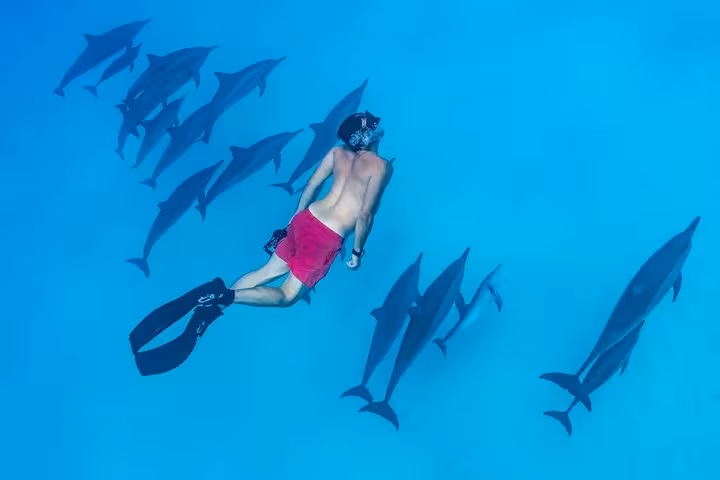 Diver swimming with dolphins in El Gouna Lagoon, Red Sea diving and snorkeling experience with lunch included