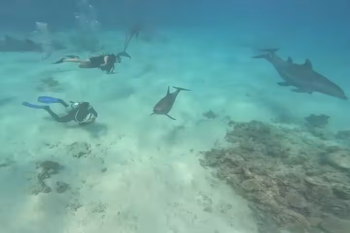Scuba divers swimming with dolphins in El Gouna Lagoon, Red Sea, on a diving and snorkeling trip with lunch