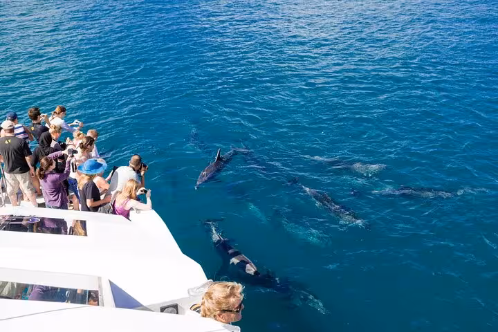 Tourists on boat spotting dolphins in El Gouna Lagoon, Red Sea dolphin watching, snorkeling and lunch trip
