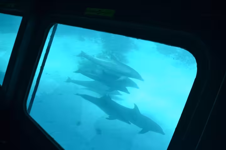 Dolphins swimming past the viewing window on El Gouna semi submarine sea trip from Abu Tig Marina