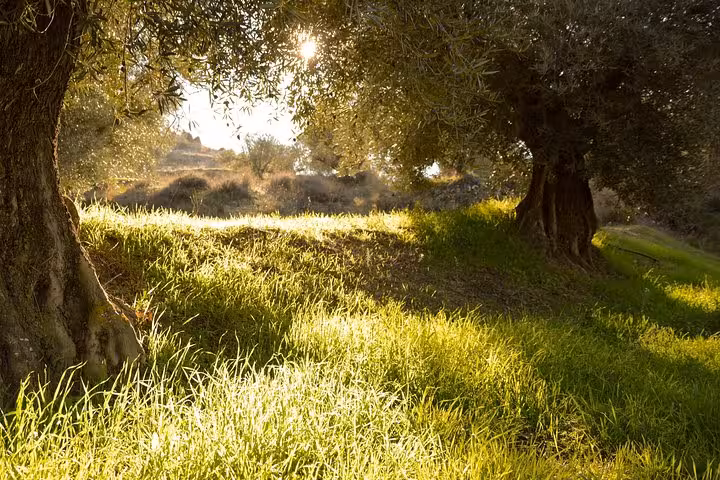 Sunlit olive grove with vibrant green grass, offering a serene spot on the El Saltillo hiking tour from Malaga.