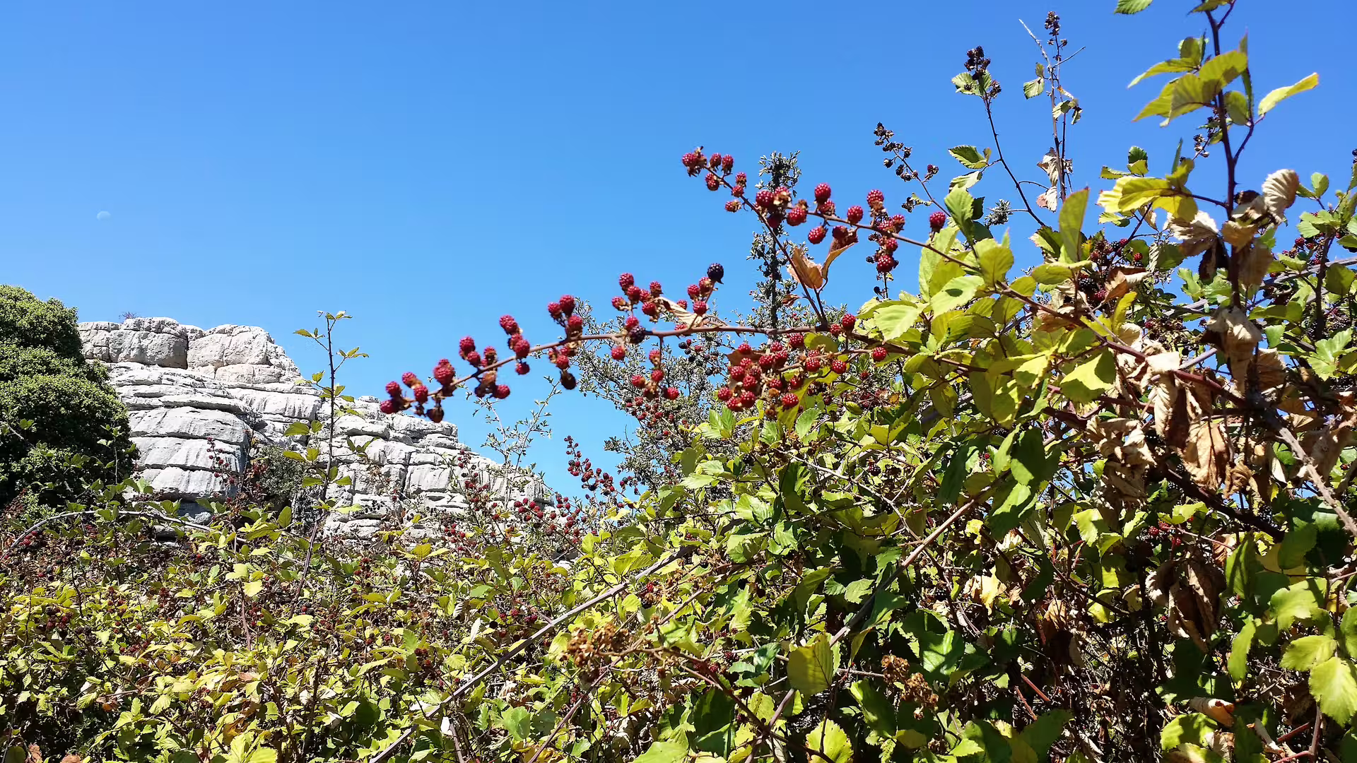 Wild berry bushes and limestone cliffs in El Torcal, private day trip with hotel pick-up and guided nature walk