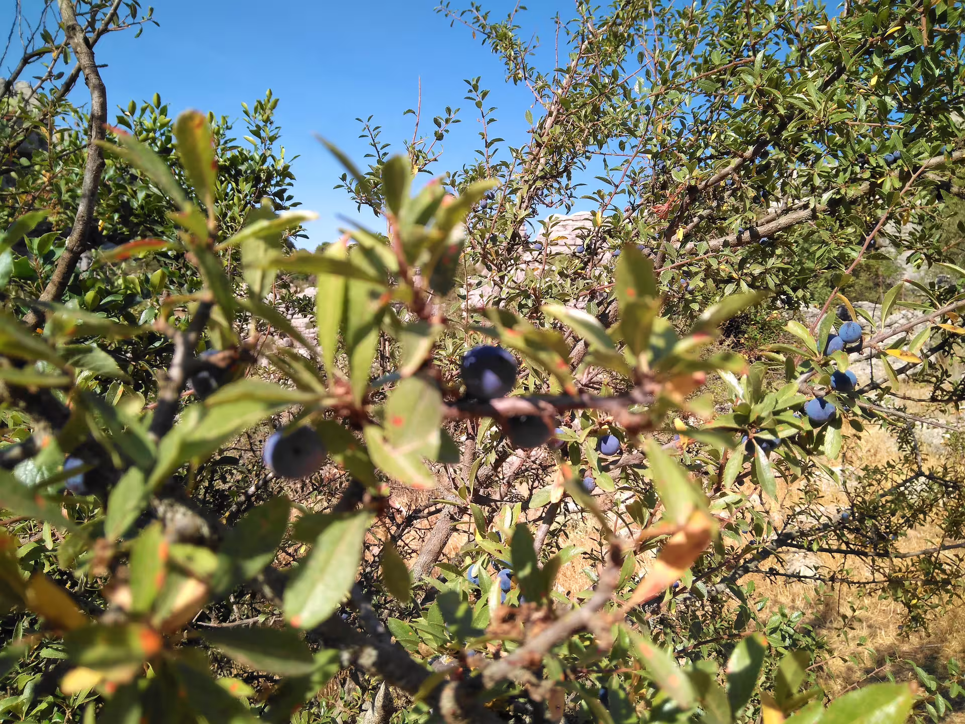 Close-up of wild sloes on a shrub in El Torcal, part of a private hiking trip with hotel pick-up