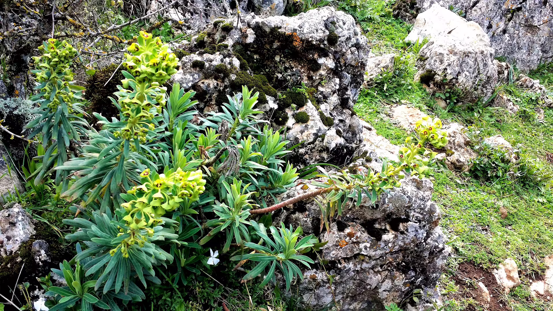 Wildflowers and mossy limestone rocks in El Torcal Nature Reserve on a private trip with hotel pick-up