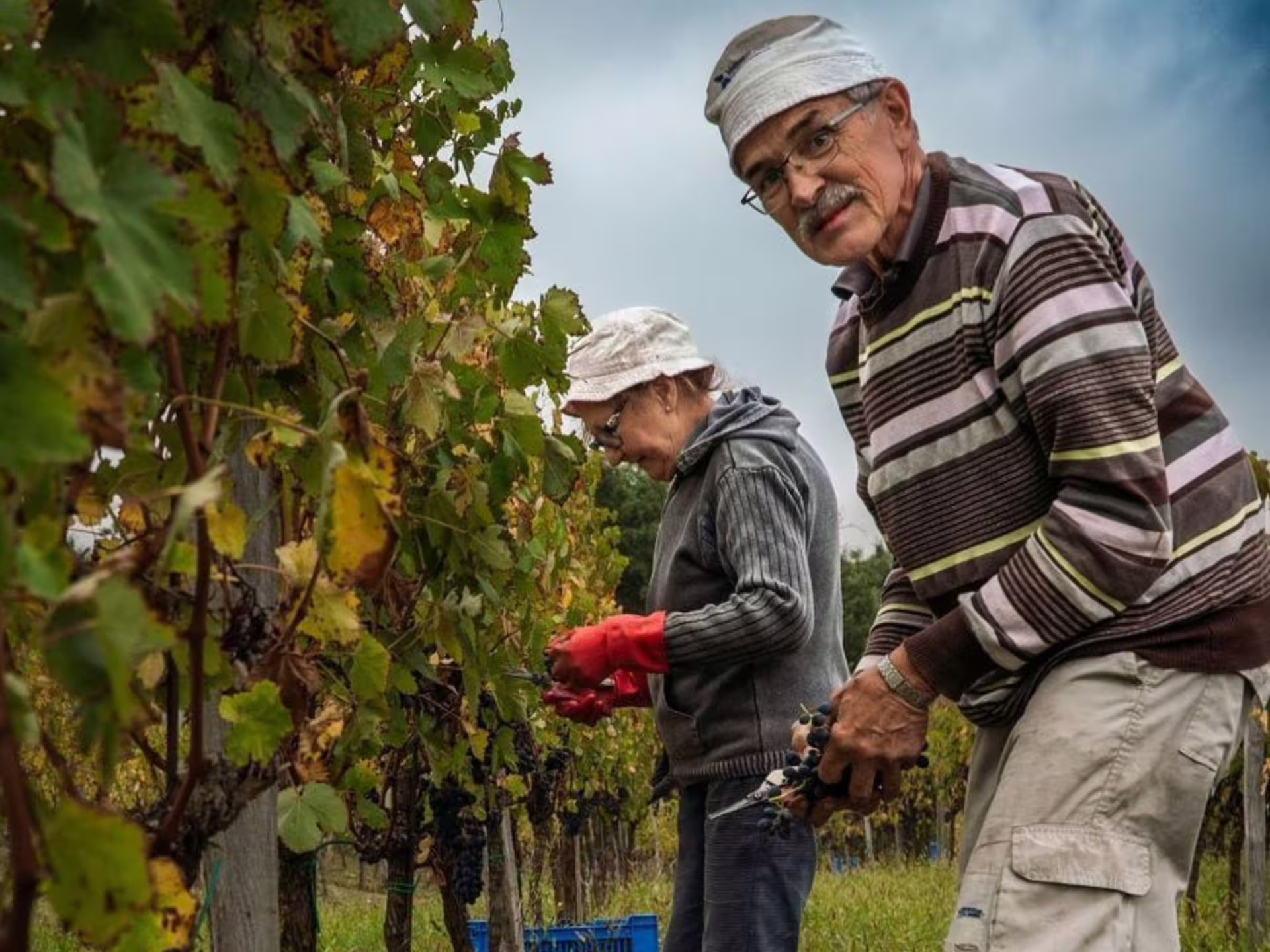 Elderly couple harvesting grapes in a vineyard near Asti, perfect for a hands-on wine tasting tour experience.