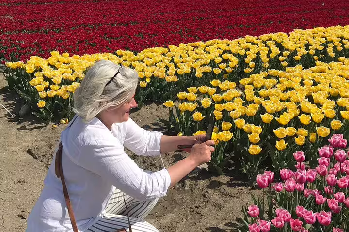 Guest photographing yellow and pink tulips on Your Own Holland electric bike tour, Dutch tulip fields