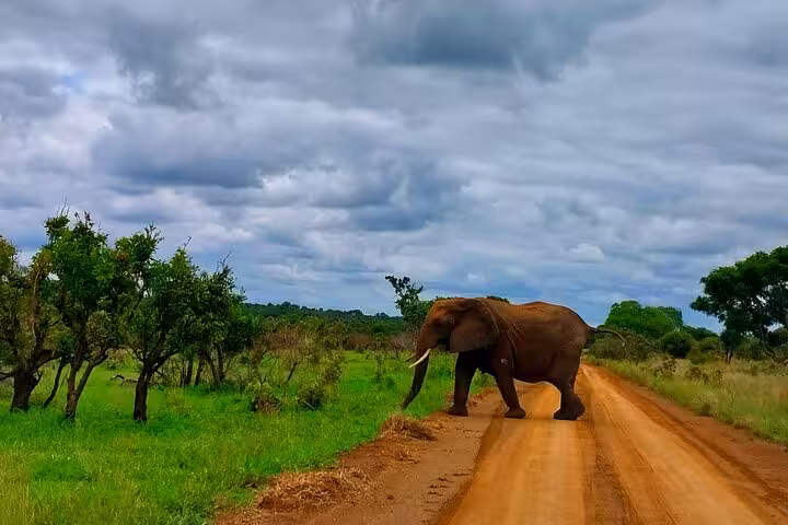 Elephant crossing a dirt road in Kruger Park during a full day guided safari tour under a cloudy sky.