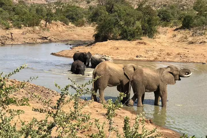 Elephant at waterhole