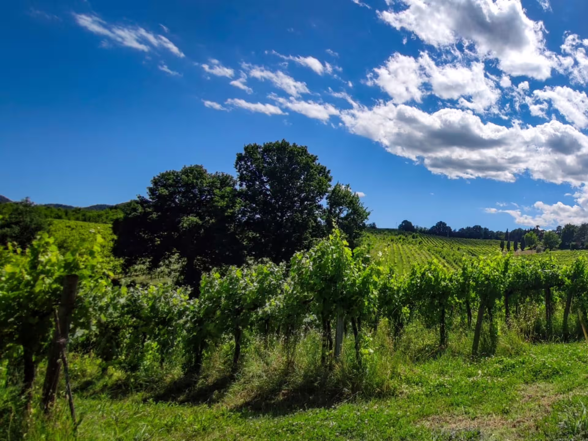 Sunlit vineyard rows in Emilia-Romagna countryside, scenic stop on boutique winery tour from Bologna