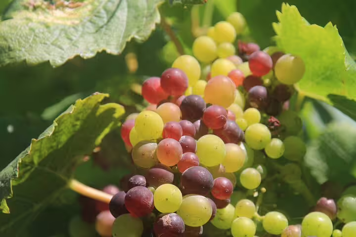 Colorful grapes basking in sunlight at Enchanted Vineyards, perfect for a Wine 4x4 Tour near Cabo Girão sea cliffs.