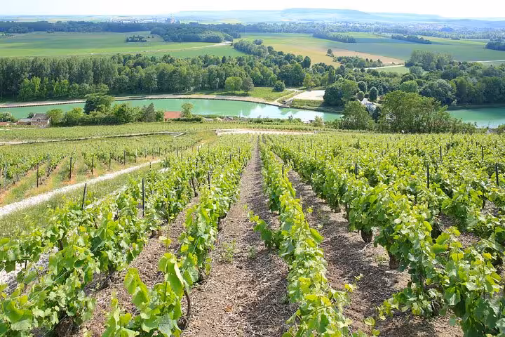 Lush green vineyard rows near Epernay with a river and countryside in the background