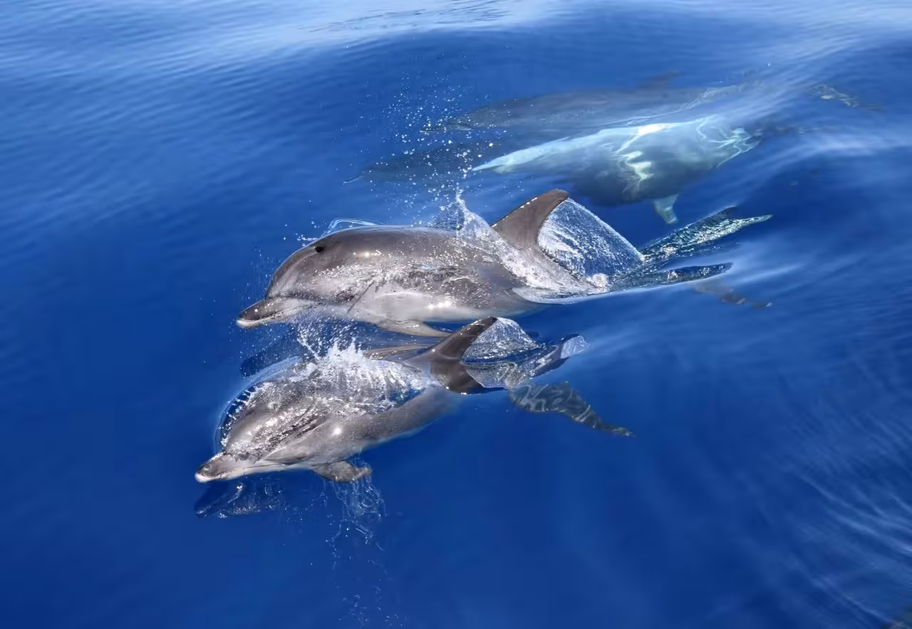 Dolphins surf beside the ESMERALDA private boat in clear Atlantic waters on a whale and dolphin watching tour