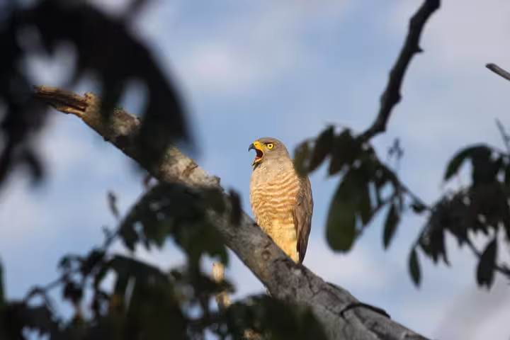 A hawk perched on a branch in Esquipulas rainforest, ideal for a top birdwatching tour experience.