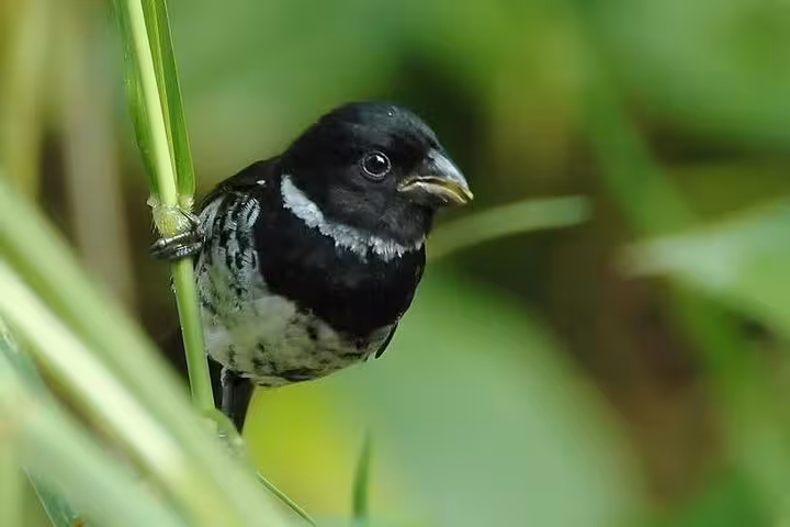 Black and white songbird perched on a vibrant green stem in Esquipulas, perfect for rainforest birding enthusiasts.