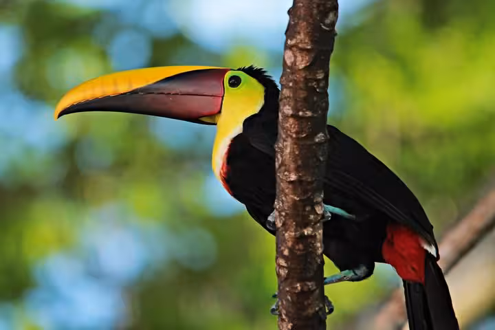 A vibrant toucan perched on a tree in Esquipulas rainforest, perfect for birdwatching enthusiasts.