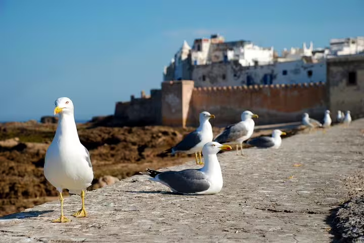 Seagulls on Essaouira ramparts by Atlantic Ocean, scenic coastal stop on Marrakech three-day Morocco tour