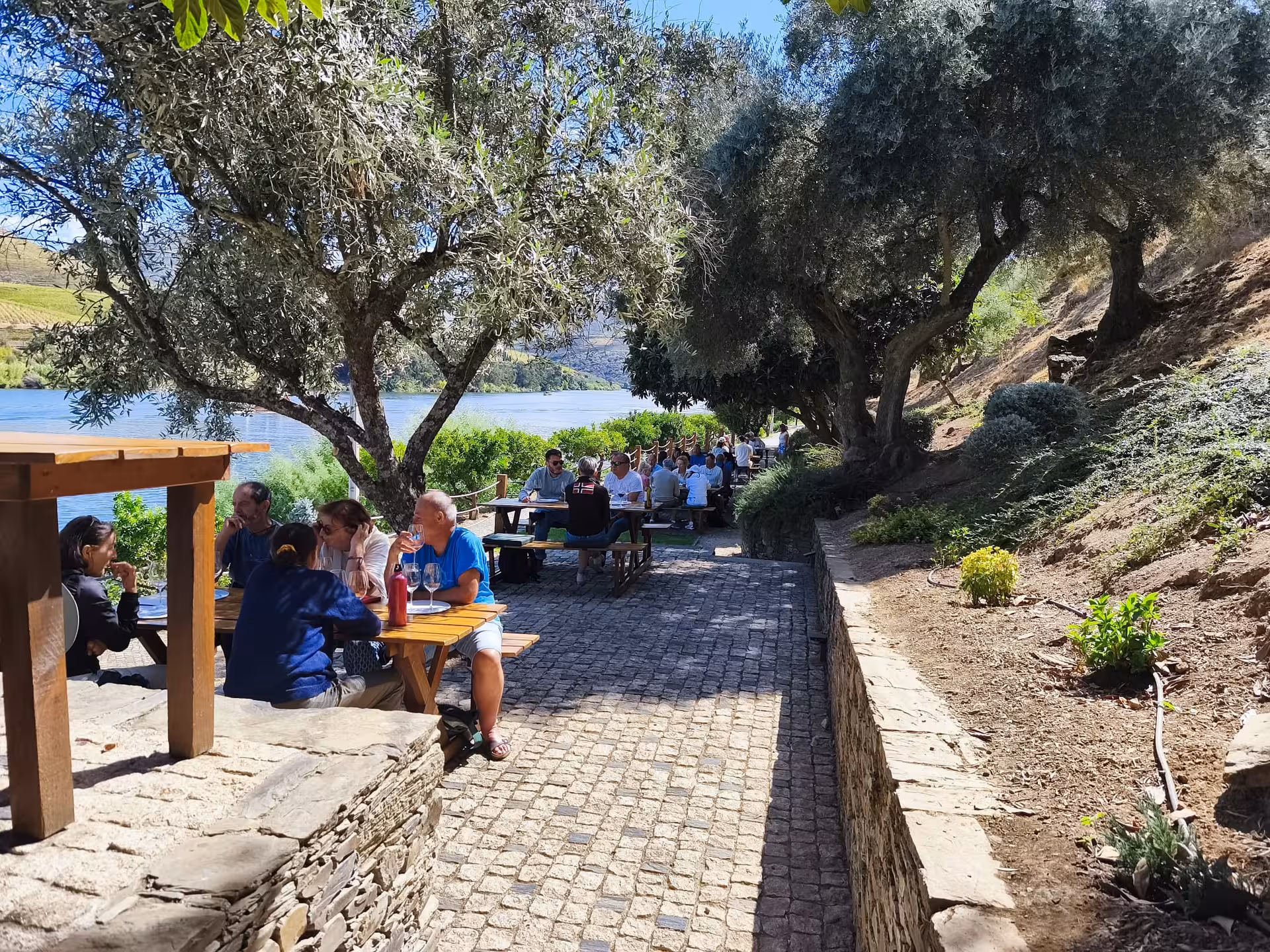 Essence Tour picnic-style wine tasting under olive trees beside the Douro River, scenic vineyard views
