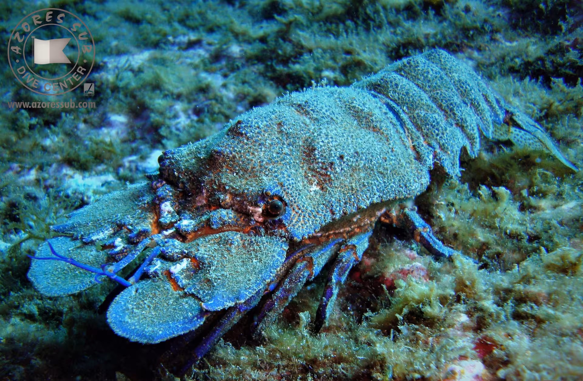 European lobster resting on a rocky seabed during an Azores scuba diving session, Pack of 5 Dives deal