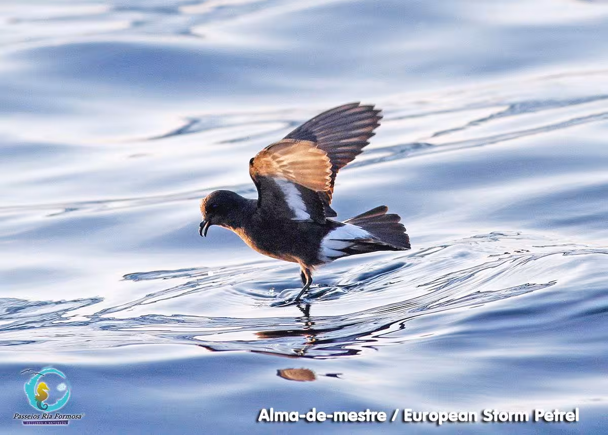 European Storm Petrel skimming ocean waves on a birdwatching boat tour in Ria Formosa Natural Park Fuzeta