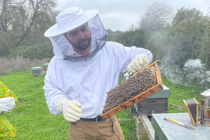 Guide holding a honeycomb frame during the Evora apiary tour, showcasing bees up close to visitors.
