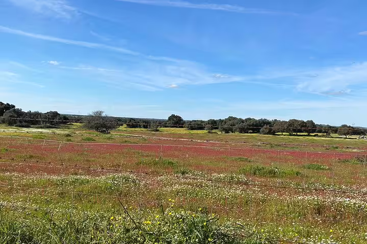 Vibrant rural landscape with wildflowers and expansive fields on the Évora bike tour route under a clear blue sky.