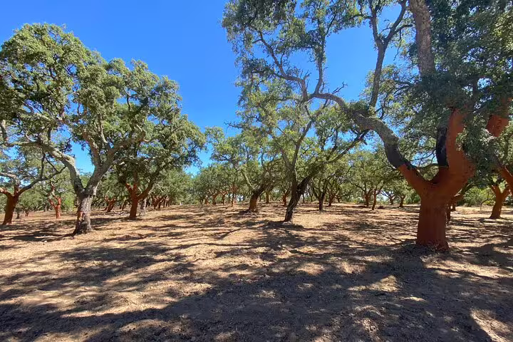 Discover serene cork oak forests under a clear blue sky on a private Évora tour from Lisbon.