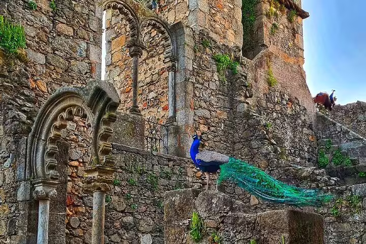 Peacock perched on ancient ruins in Évora, showcasing historic architecture and vibrant wildlife on a full-day tour from Lisbon.