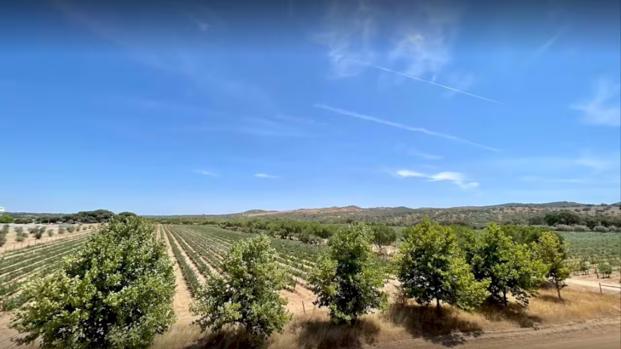 Expansive vineyard under a clear blue sky near Évora, ideal for wine tasting on the Lisbon day tour.
