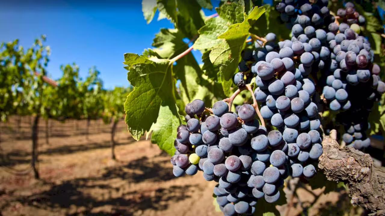 Lush vineyard in Évora, Portugal, with ripe grapes ready for harvest, ideal for wine tasting tours.