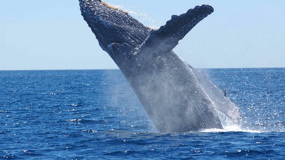 A massive whale leaping out of the ocean