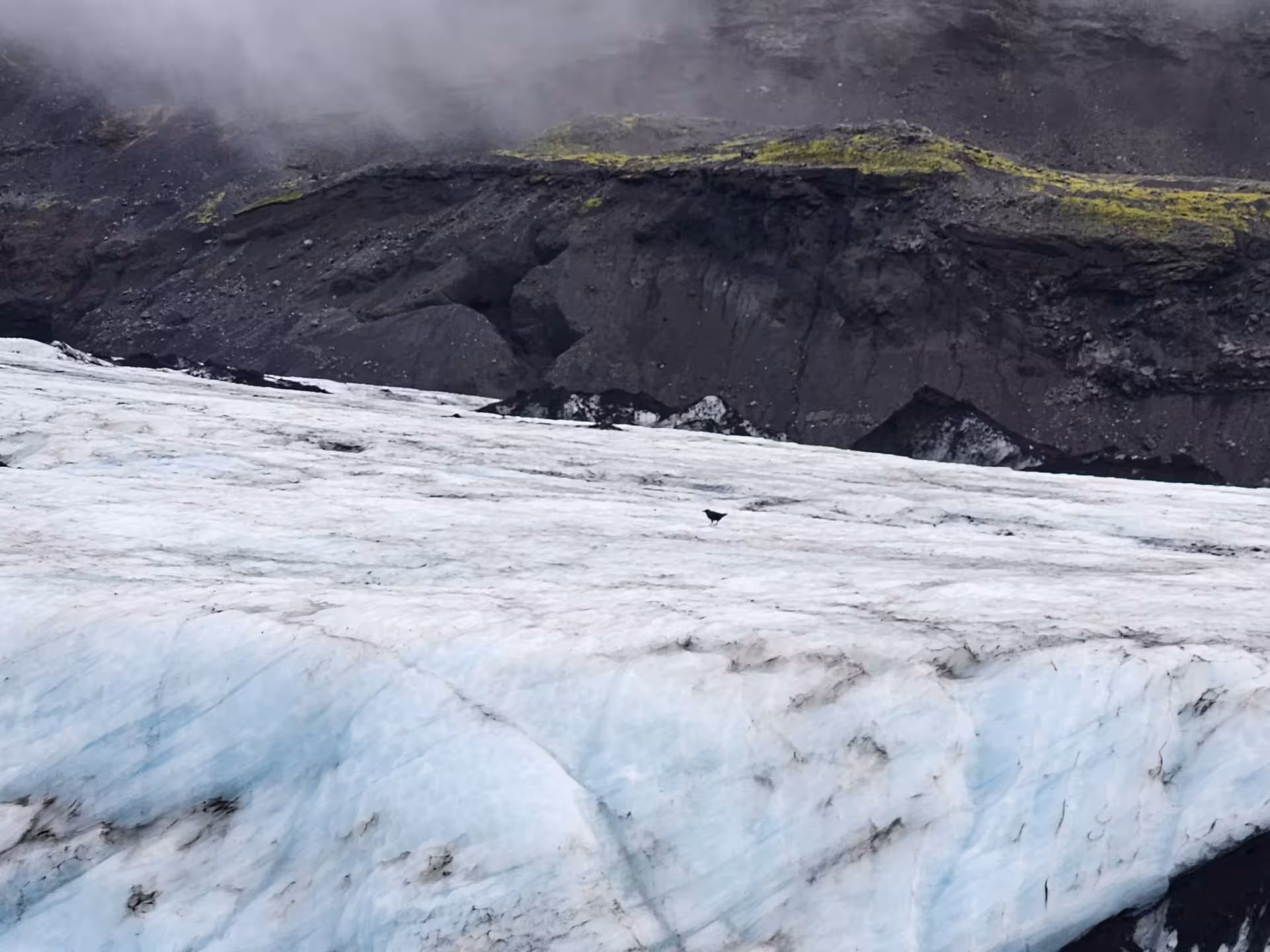 Black bird standing on a glacier with dark volcanic rock and mossy cliffs in the background
