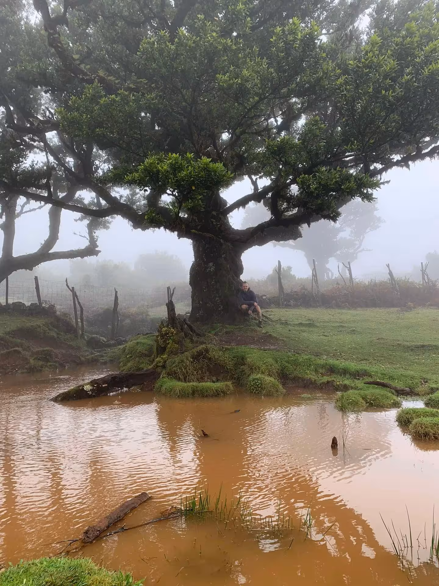 Guest resting beside an ancient laurel tree in misty Fanal forest during an exclusive private group tour