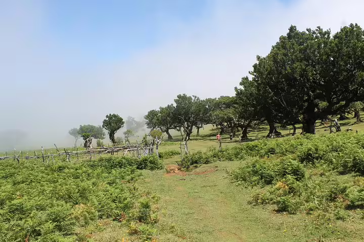 Lush green landscape of Fanal Forest in Madeira with misty skies, perfect for exploring on the Enchanted Terraces open-top jeep tour.