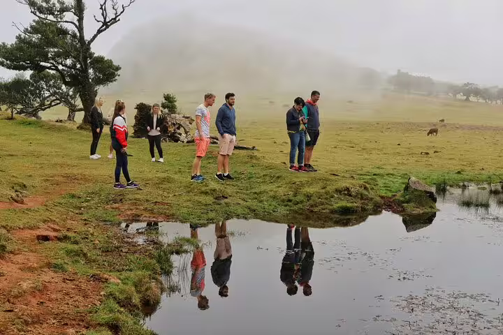 Tourists explore the misty landscapes of Fanal Forest in Madeira, reflecting in a serene pond during an open-top jeep tour.