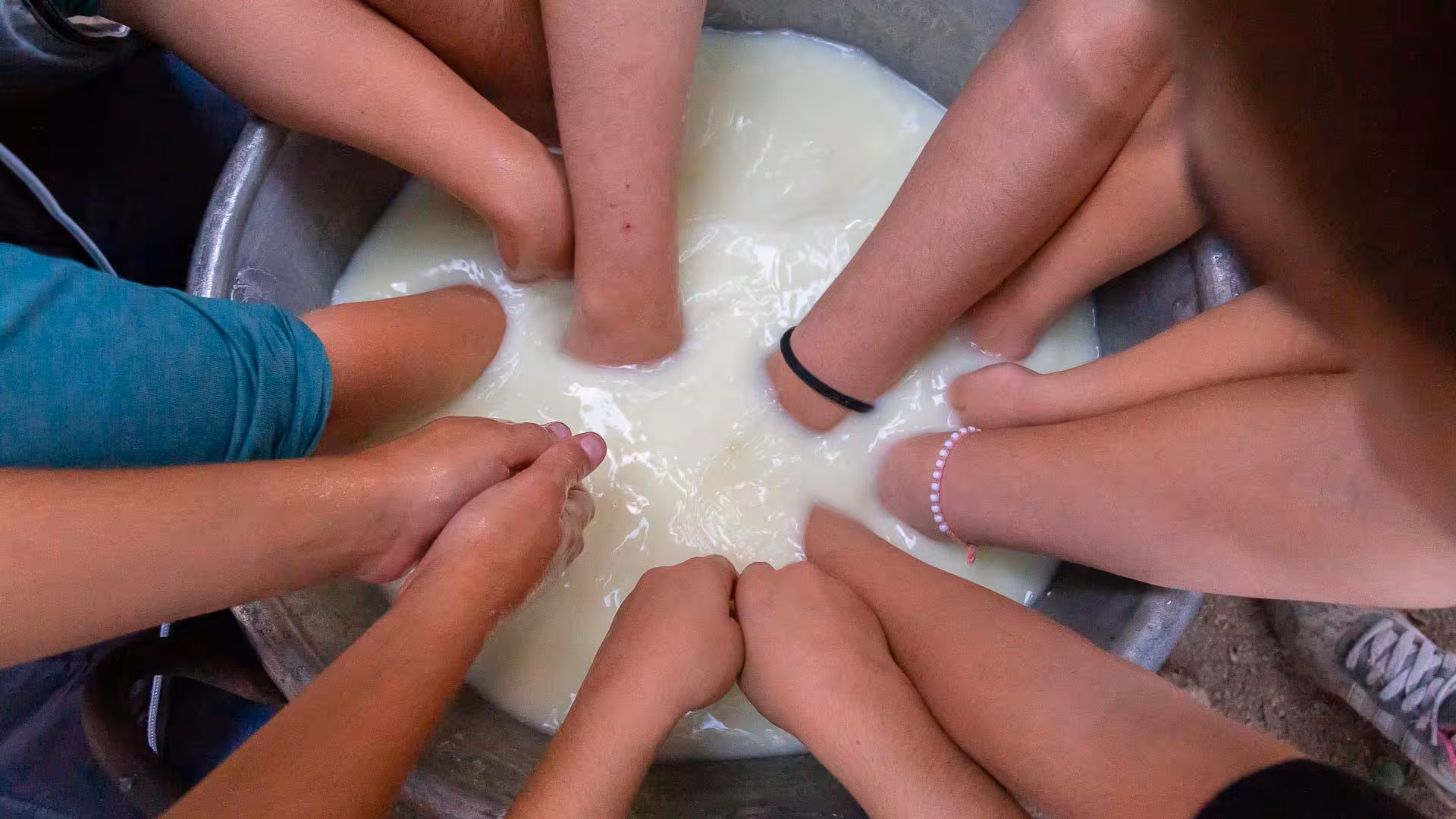People participating in a cheese-making activity, hands deep in a milky mixture on a farm tour.