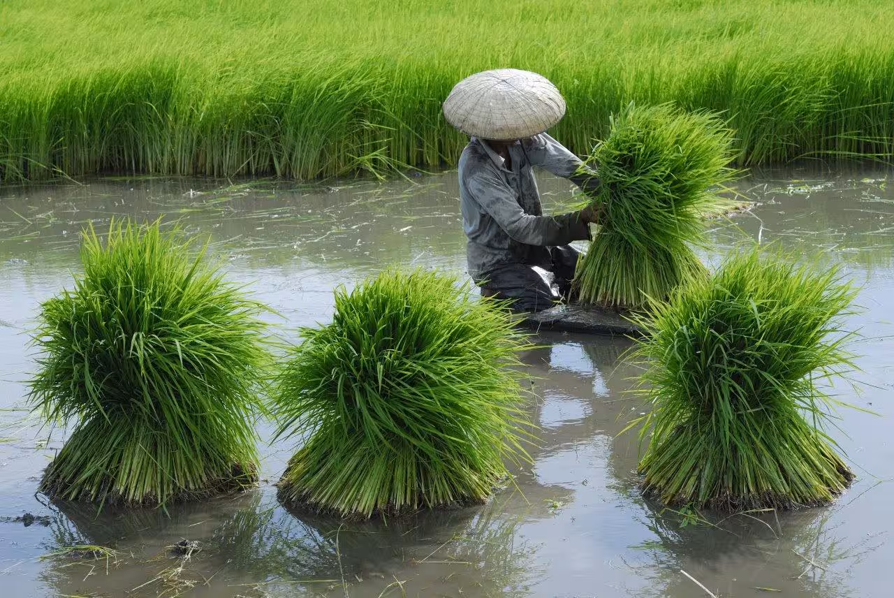 Farmer in conical hat tending to green rice fields, highlighting traditional agriculture along China's Yangtze River.