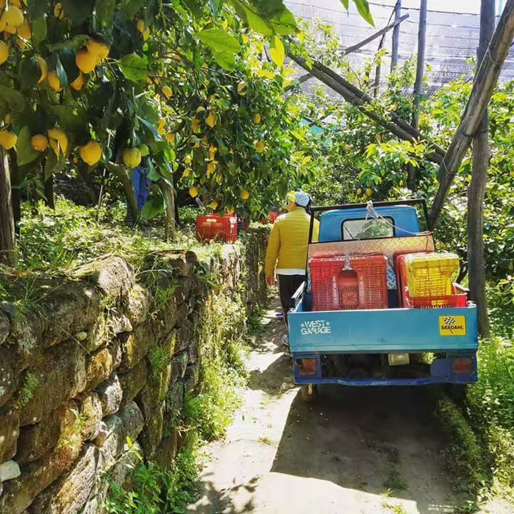 Farmer walking beside a small truck loaded with crates through a lush lemon grove on a Sorrento farm tour
