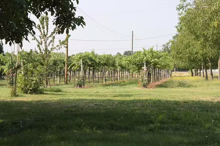 Sunlit Modena countryside vineyard visited on a private Ferrari Museum tour with traditional balsamic vinegar tasting experience