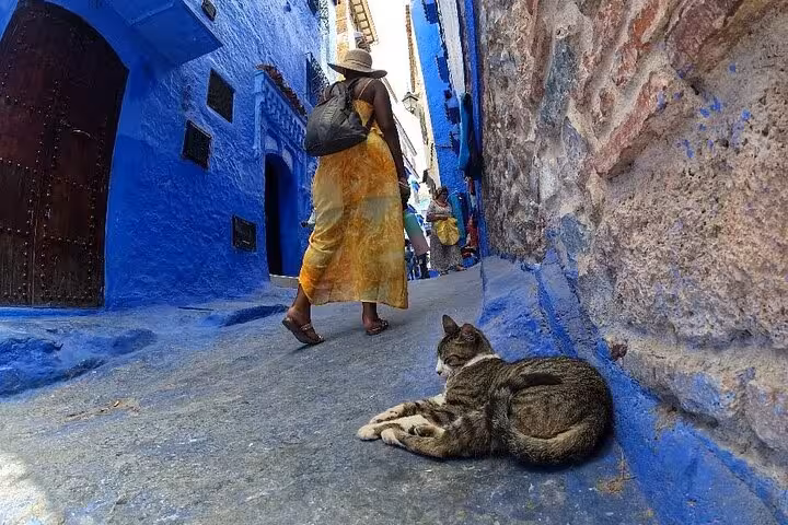 A traveler walks through Chefchaouen's iconic blue alley with a relaxed cat, ideal for a Fez day tour.