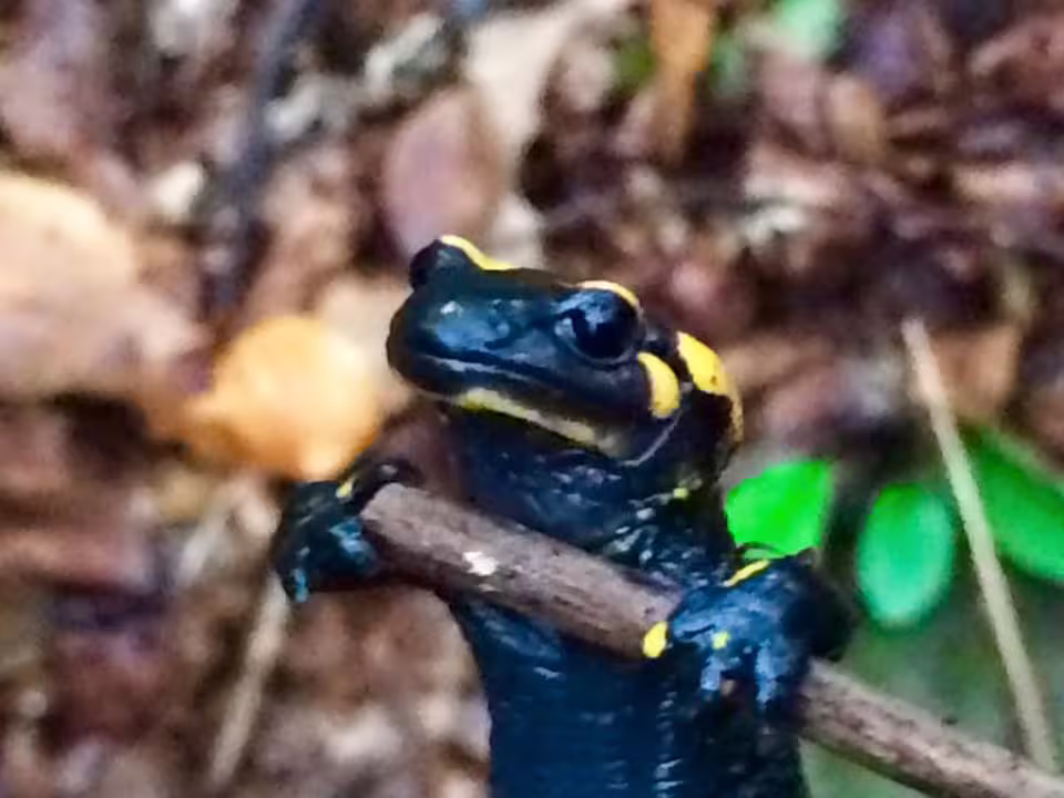 Black and yellow fire salamander clinging to a twig on a forest floor near a volcanic lake