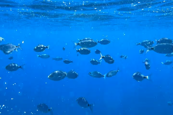 School of fish swimming in the clear blue waters around the islands near La Spezia, ideal for snorkeling adventures.