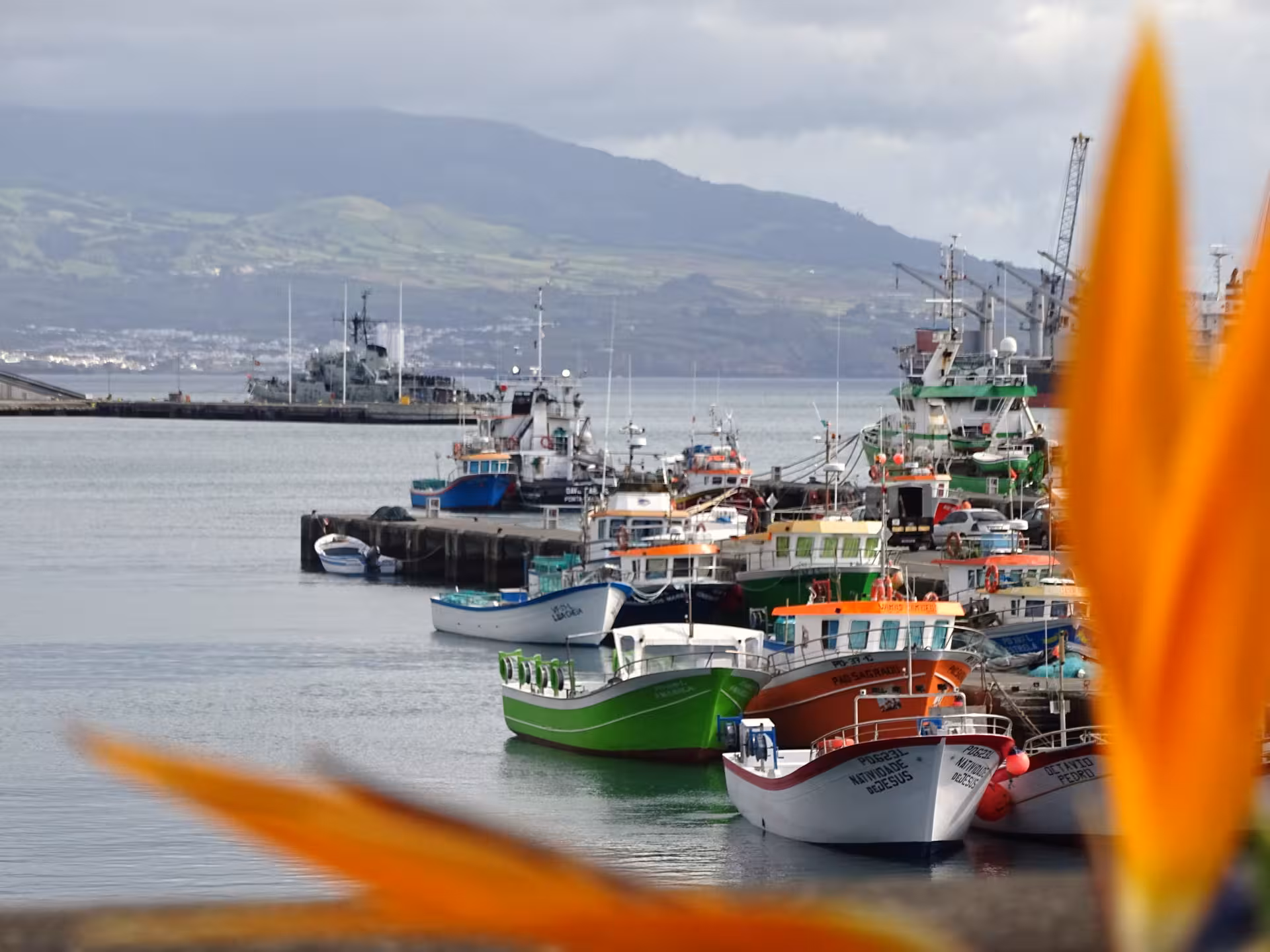 Colorful fishing boats in Ponta Delgada harbor, Azores, seen on a half-day guided walking tour