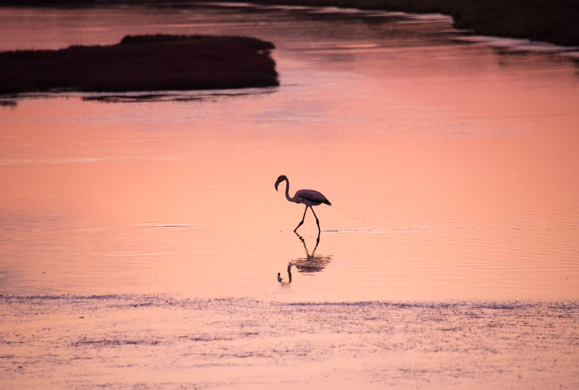 Flamingo wading at sunset in Gialova Lagoon near Voidokilia, a peaceful stop on a SUP paddleboarding tour