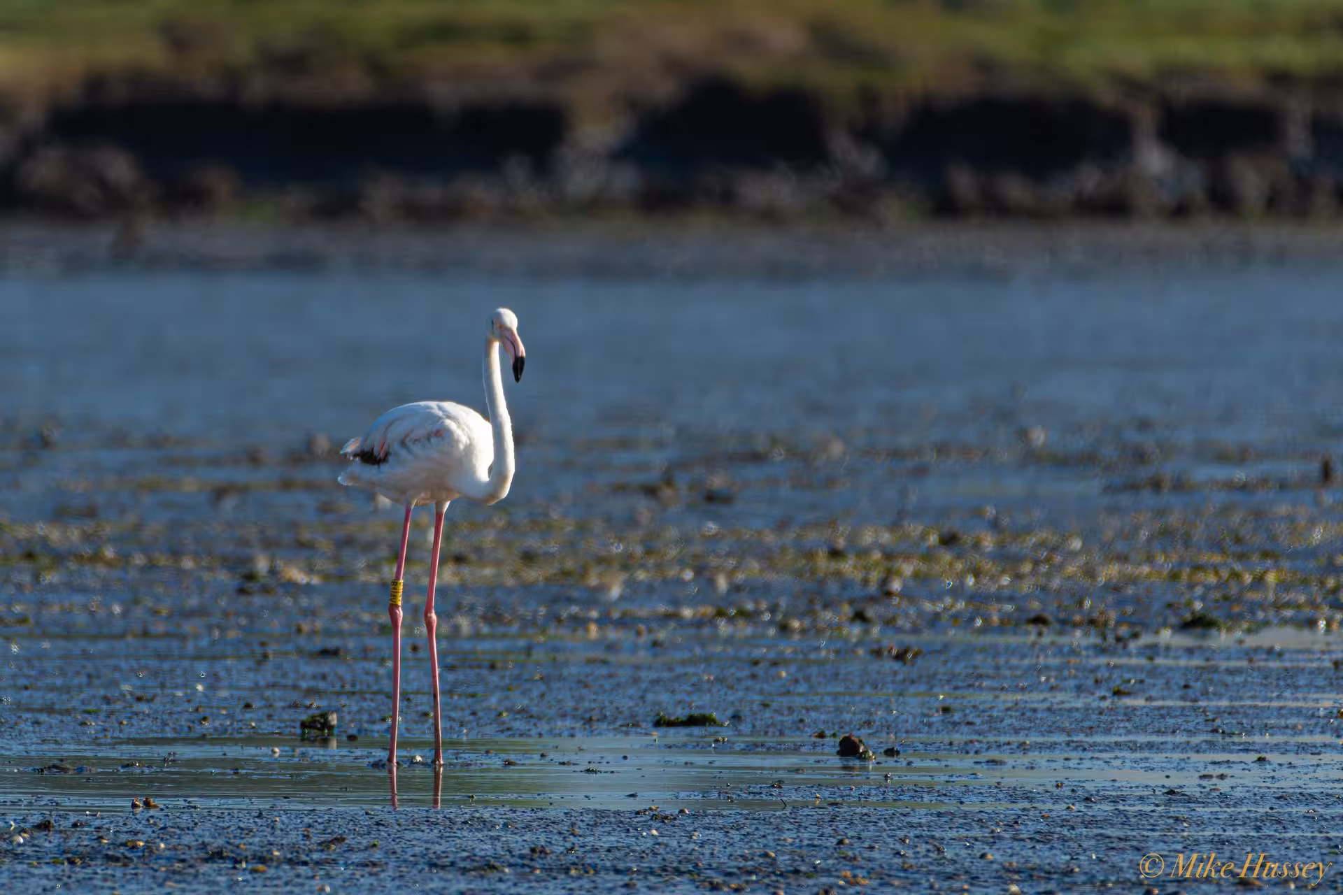 Single flamingo wading in a tidal lagoon at low tide, serene wetland birdwatching tour wildlife encounter