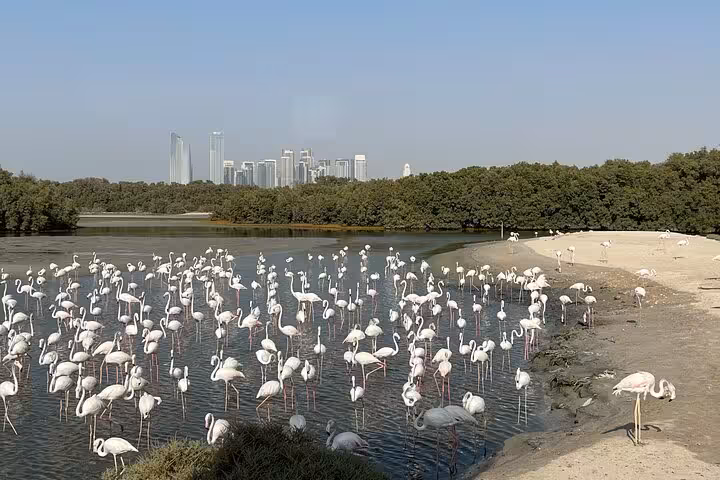 Flock of flamingos wading in Abu Dhabi mangrove lagoon on private morning desert safari bird watching tour
