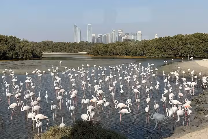 Flock of flamingos wading in a lagoon with city skyline, ideal stop on private morning desert safari bird watching