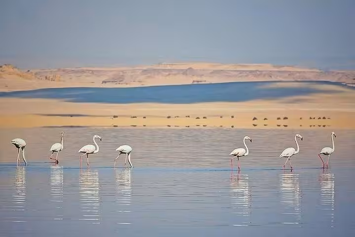Flamingos wading in Fayoum Magic Lake with golden dunes behind, wildlife view on Cairo Fayoum Oasis desert safari