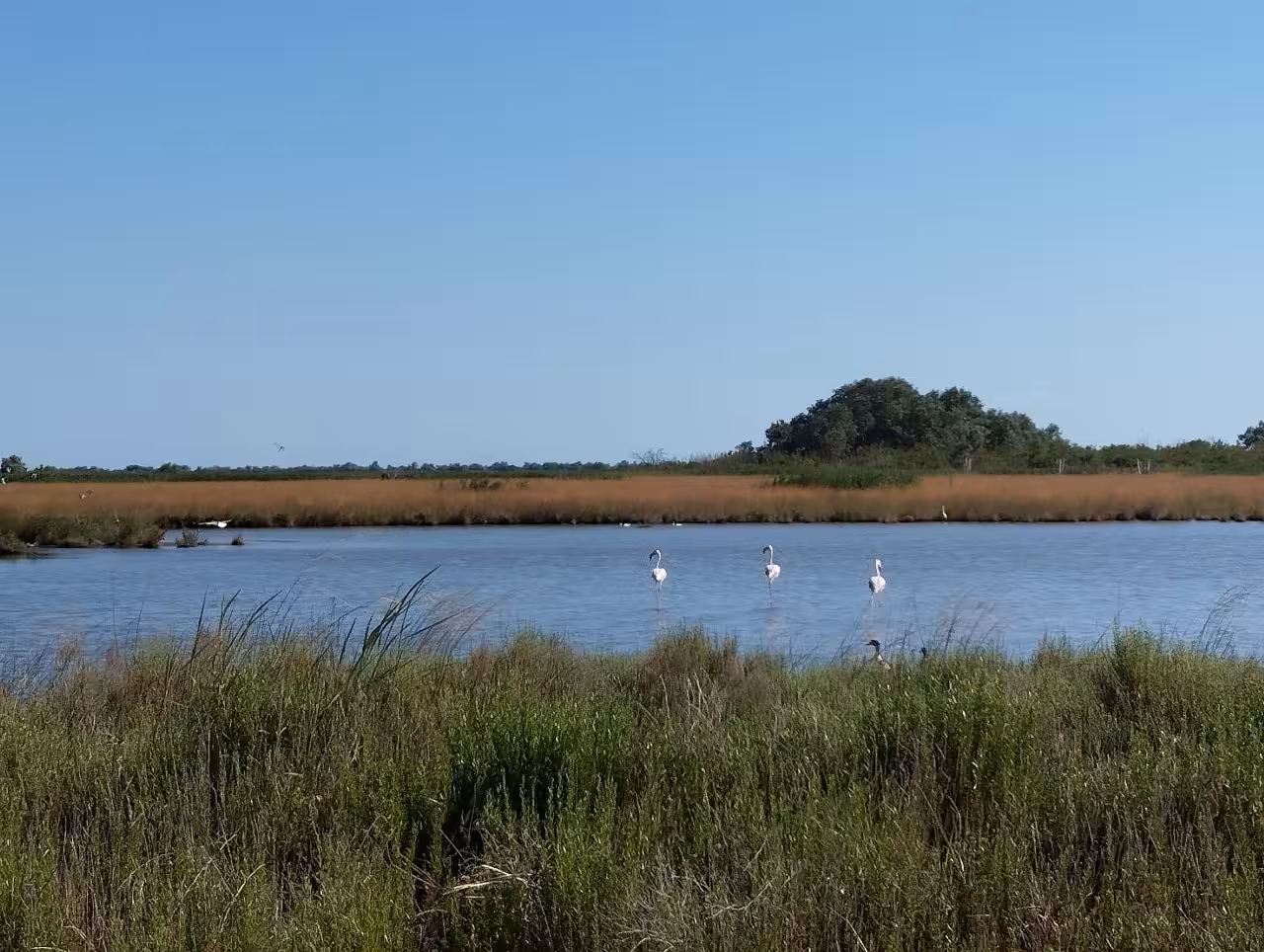 Flamingos wading in Po Delta wetlands, wildlife spotting on Isola dell’Amore sunset boat tour with aperitif