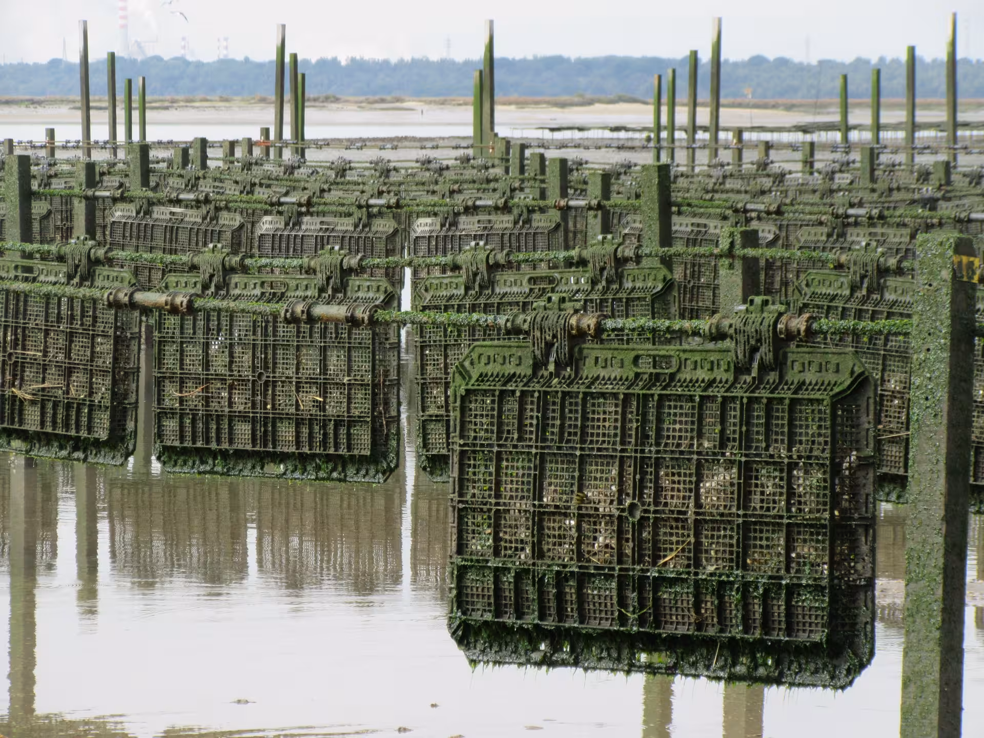 Floating oyster farm baskets at low tide showcasing sustainable oyster production and aquaculture on a coastal tour