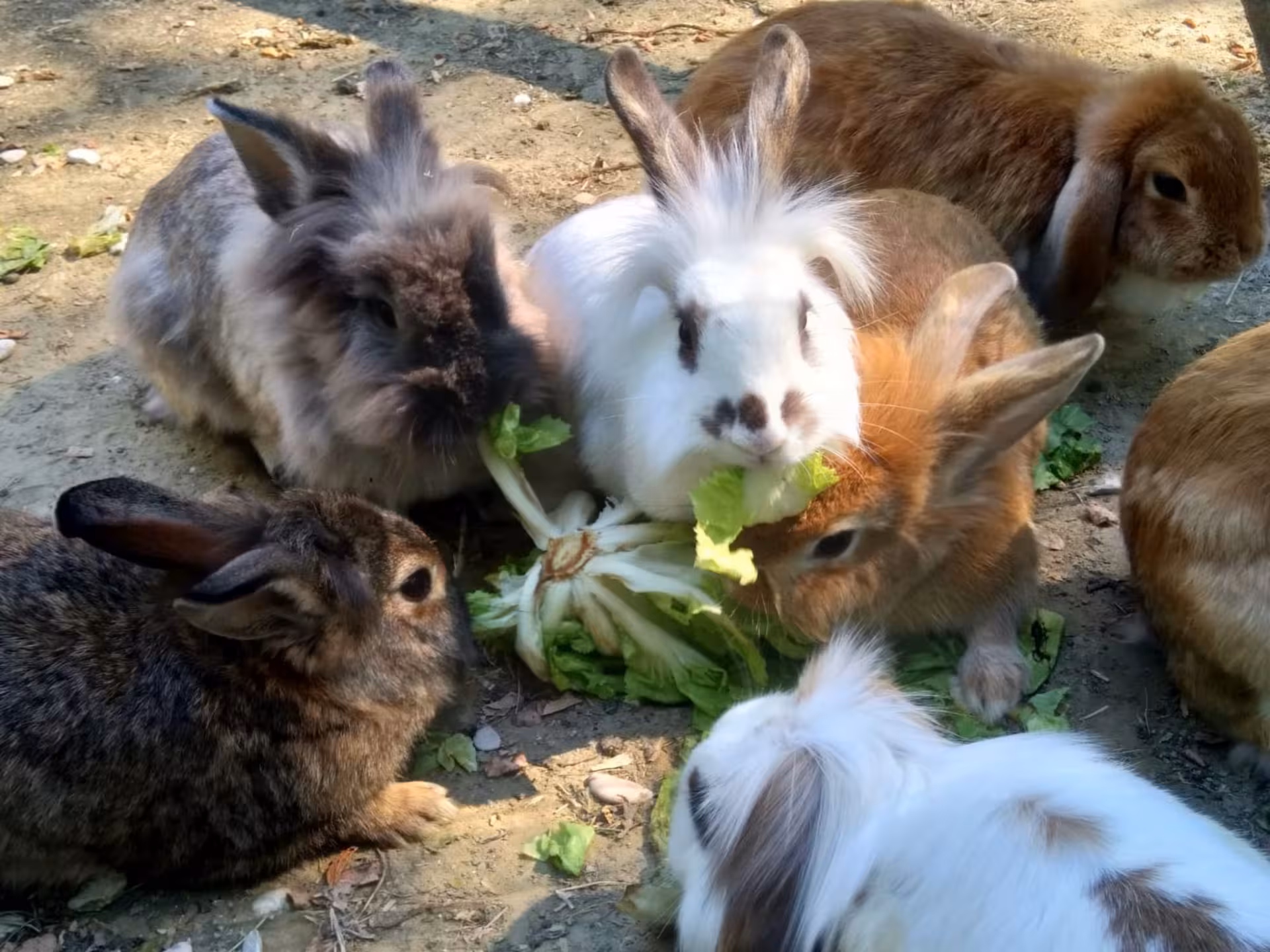 Group of fluffy rabbits eating lettuce on a Pesaro farm, offering interactive animal experiences.